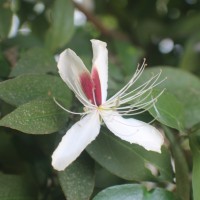 <i>Capparis brevispina</i>  DC.